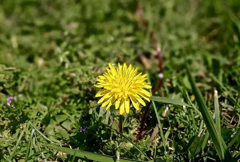 dandelion and weeds on grassy lawn