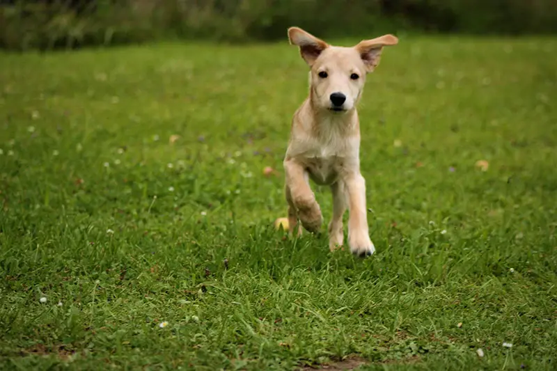 a small dog running on a grassy lawn