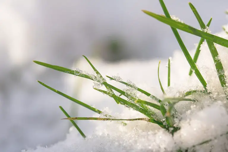 Will Frost Kill Grass Seed?