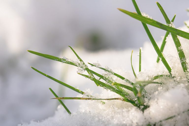 Protecting Grass Seed from Frost Damage