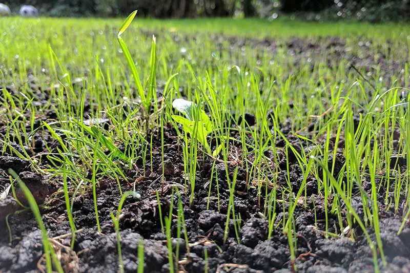 young grass seedlings in dark soil