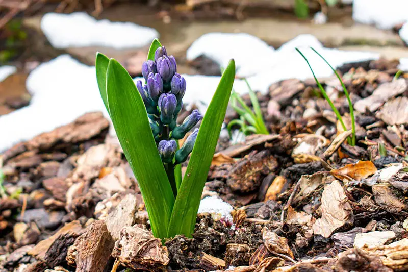 a flower growing in a mulched garden bed