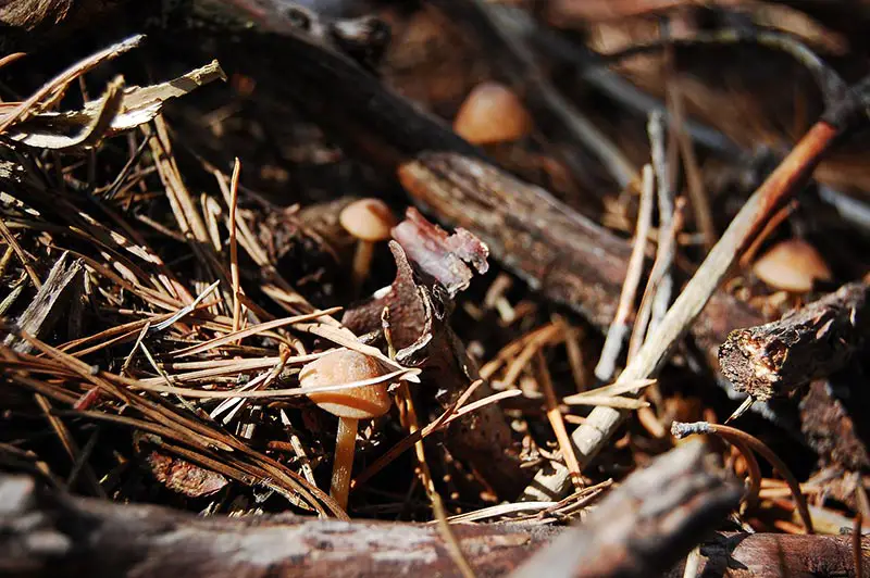 mushrooms growing in straw and soil