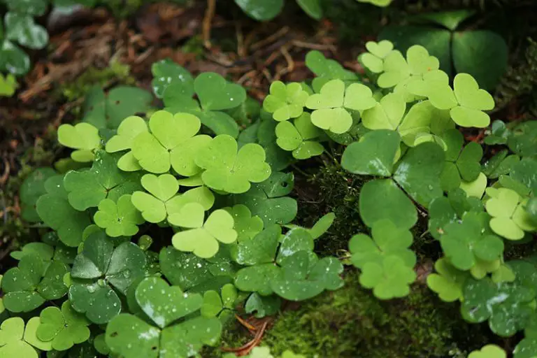 Eliminating Oxalis Weeds: A Step-by-Step Guide