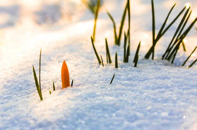 grass blades poking up through snow