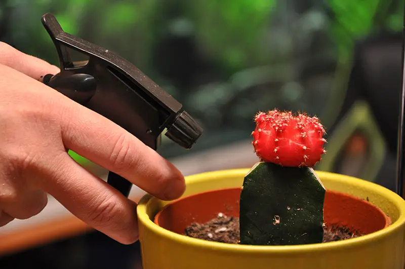 a hand spraying a cactus with a spray bottle