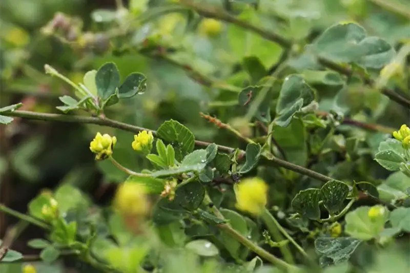 black medic weeds with small yellow flowers