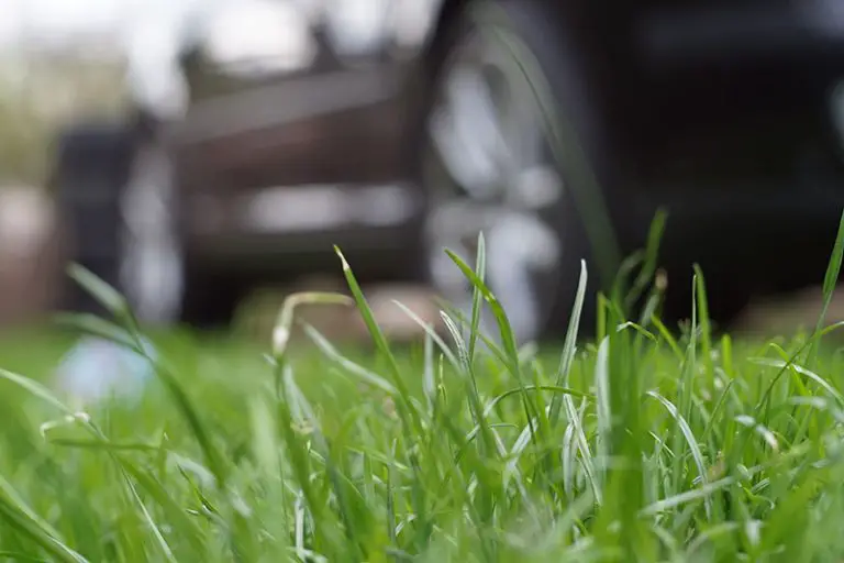 Protecting Your Lawn from Car Damage