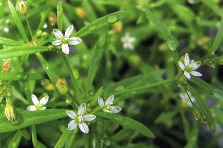 Identifying & Controlling Summer Weeds