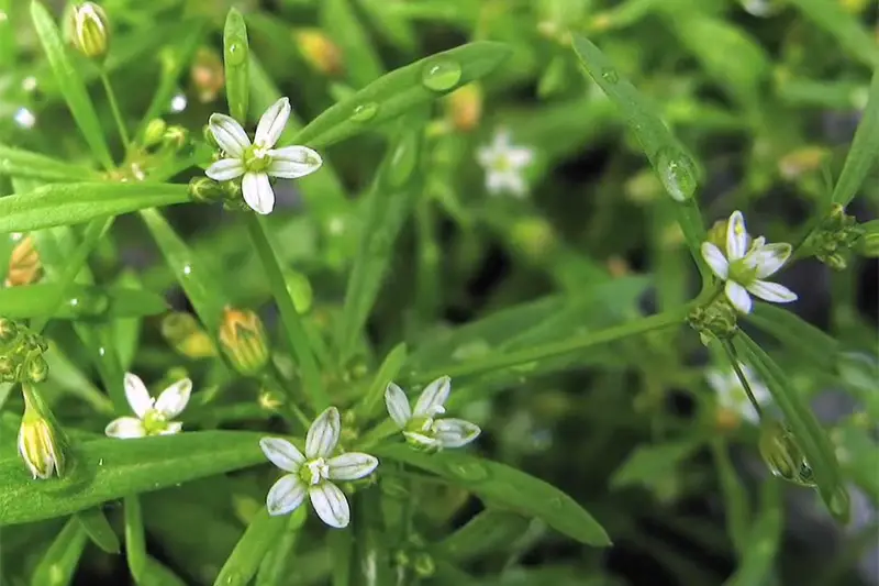 carpetweed with small white flowers