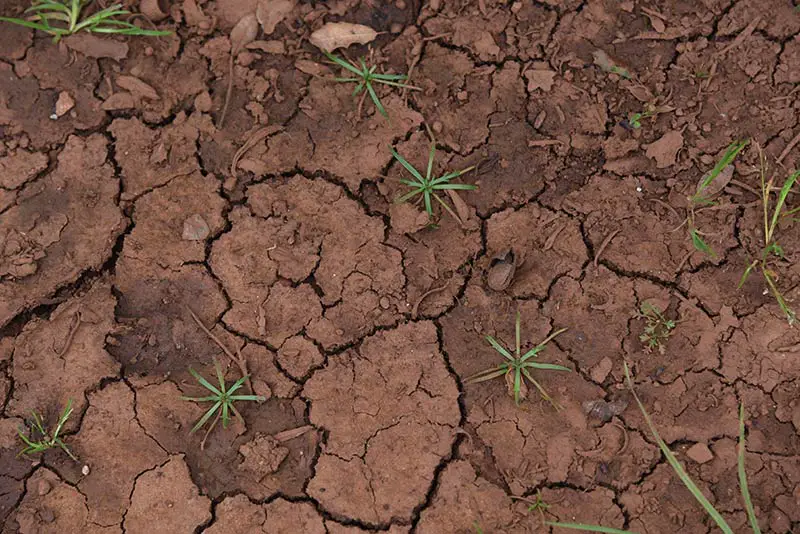 weeds growing in cracked clay soil