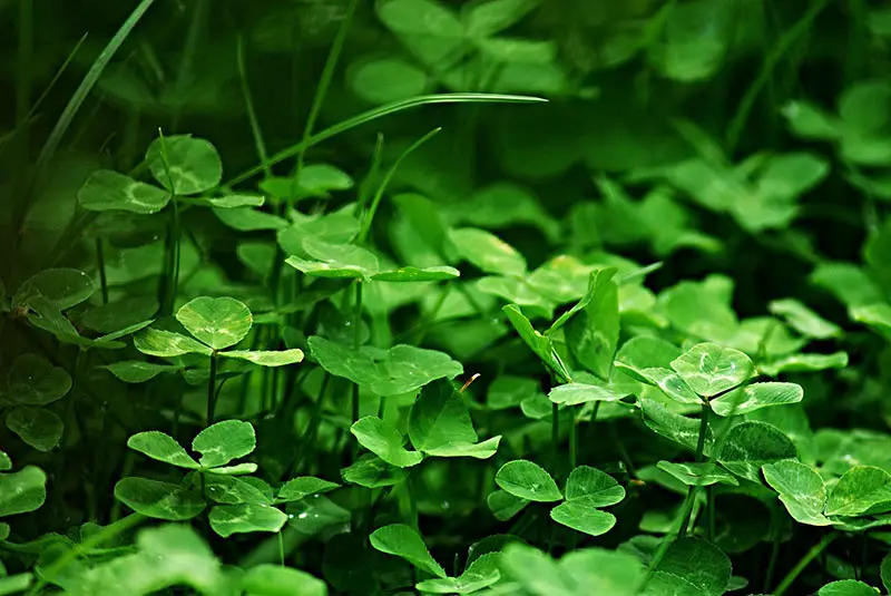 clover and green grass