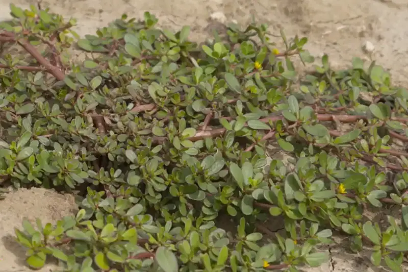 common purslane weeds growing on hard dirt