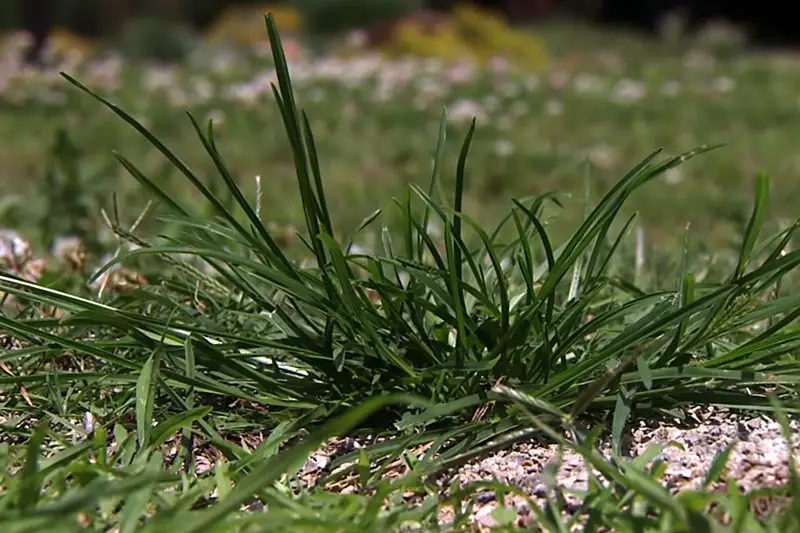 a bunch of goosegrass