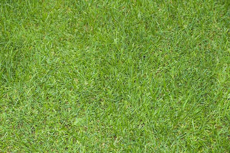 Find the Perfect Fertilizer Ratio for Your Lawn