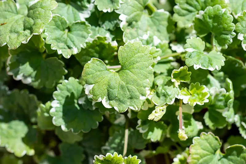 ground ivy leaves