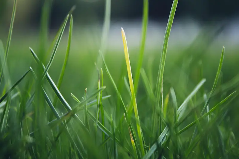 grass blades with yellow tips