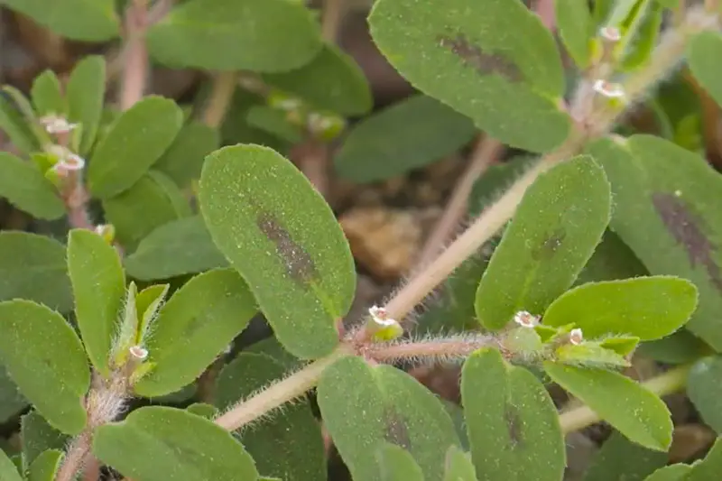 close up of spotted spurge leaves