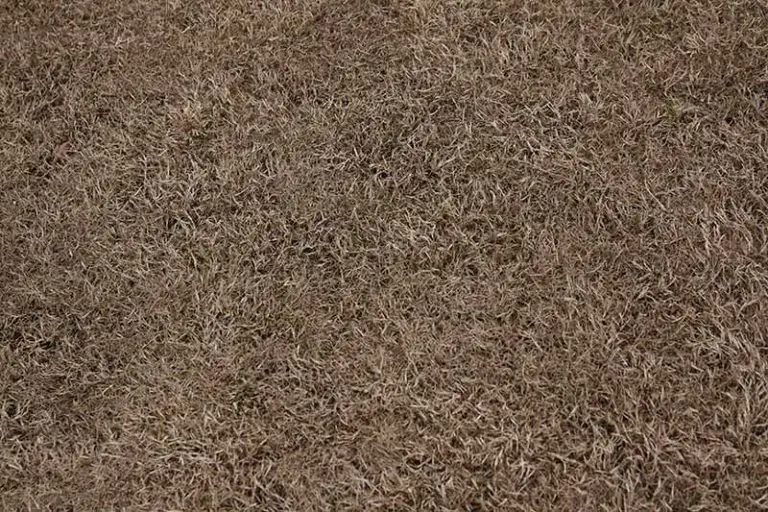 Reviving Your Lawn: Dormant vs. Dead Grass
