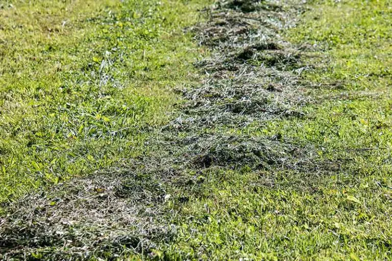 Watch Your Grass Clippings Decompose in No Time!