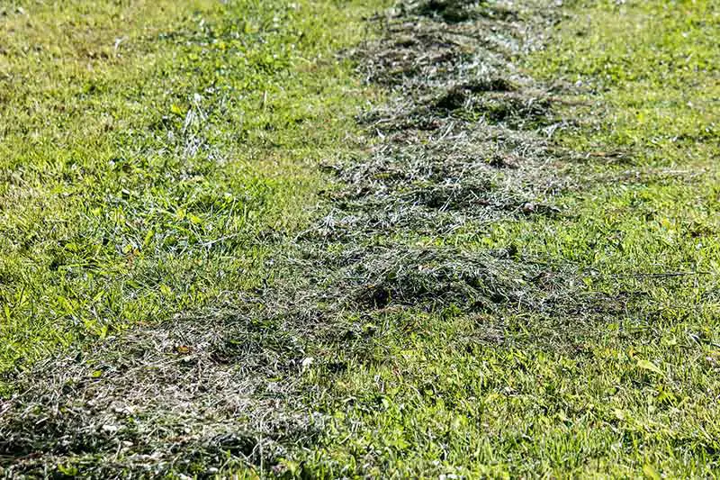 piles of grass clippings on a lawn
