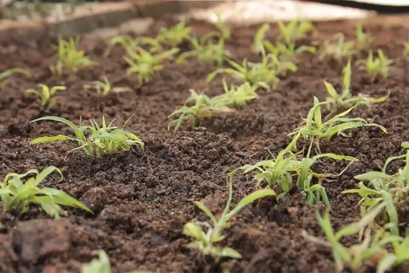 grass plugs planted in soil