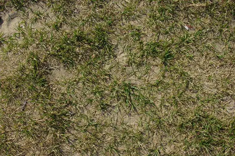 Growing Grass in Sandy Soil: A Complete Guide