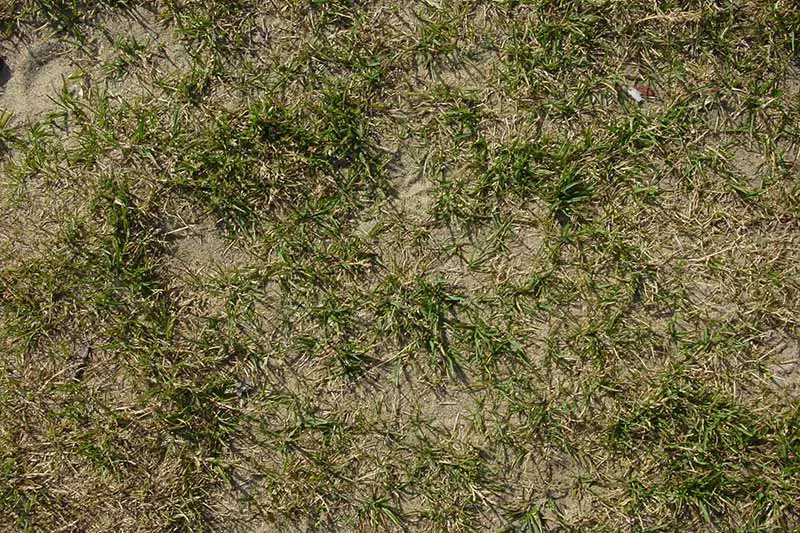 grass growing in sandy soil