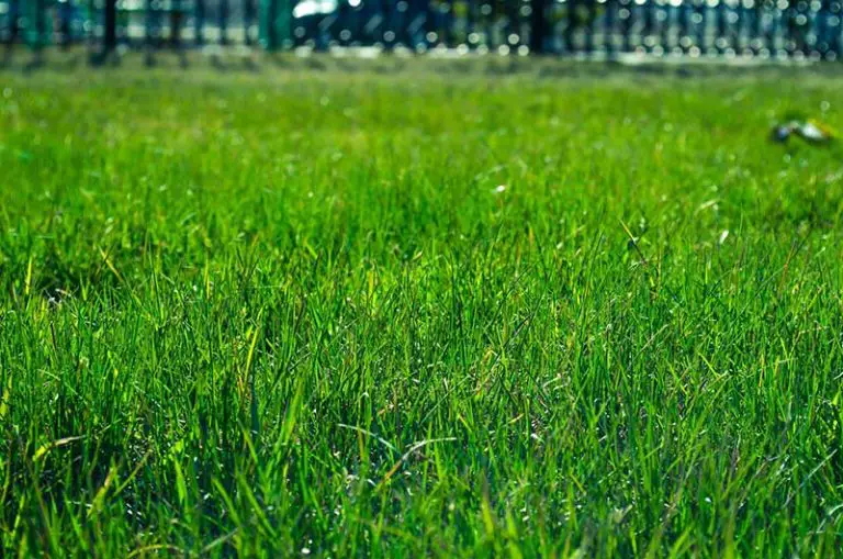 Get a New Lawn: Sod vs Seed – Which is Best?