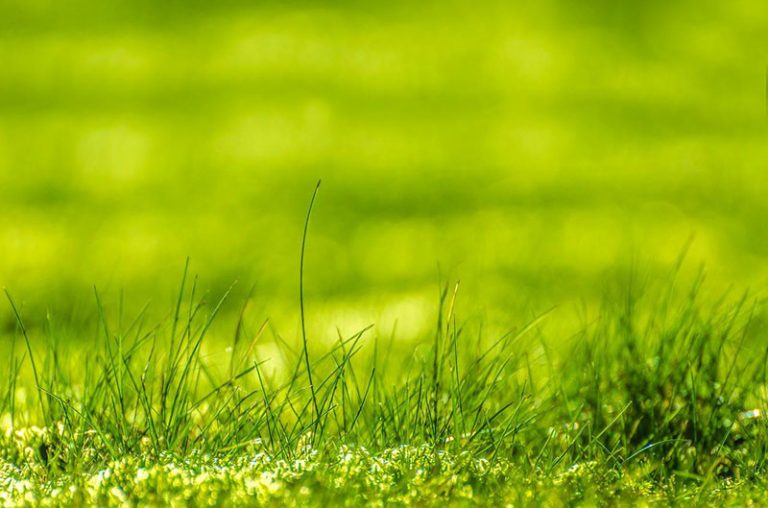 How to Fertilize a Lawn in Hot Weather