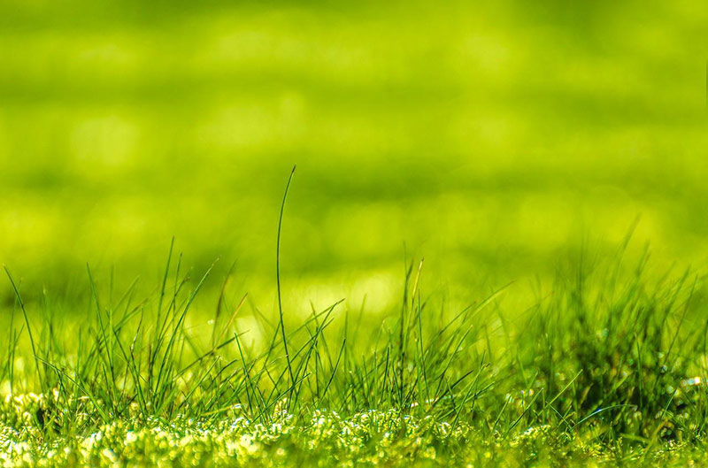 bright green grass