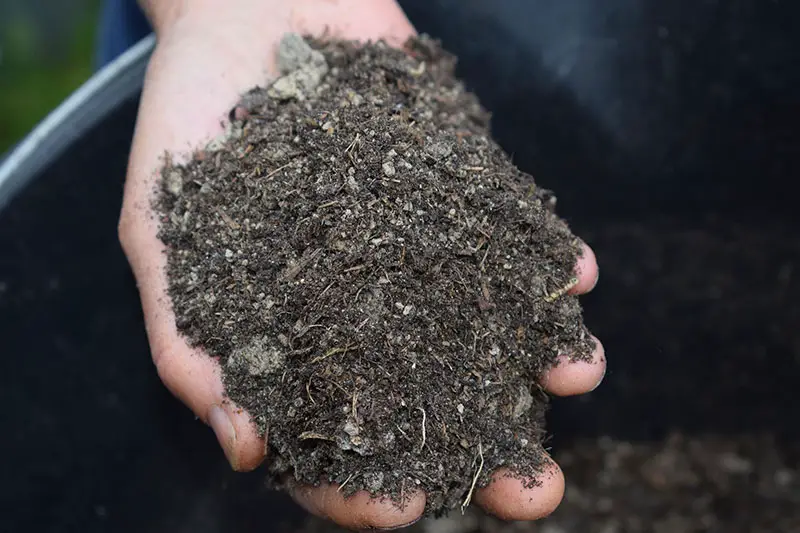 a hand holding a handful of mulch