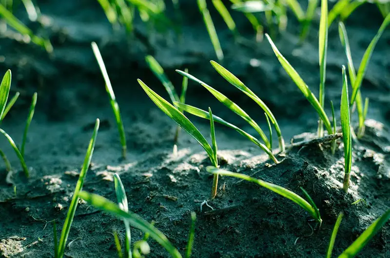 grass seedlings emerging from soil