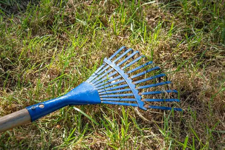 Aerate or Dethatch First? A Complete Guide to Lawn Care