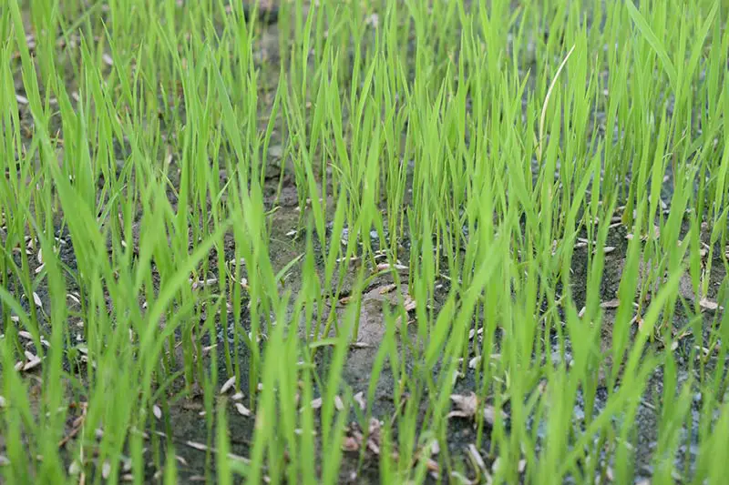 grass seed on soil among green blades