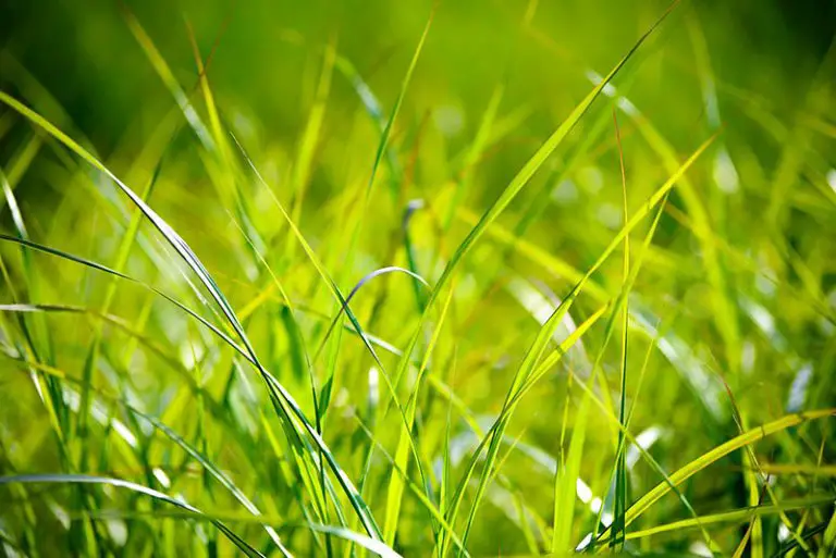 How to Keep Lawn Green in Summer Heat