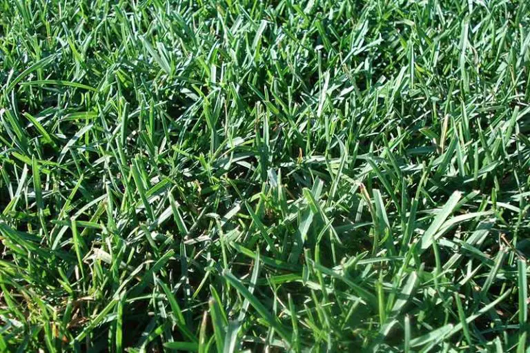 Bermuda Grass vs Tall Fescue: Which is Best for My Lawn?