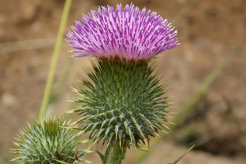 spiked purple head of bull thistle