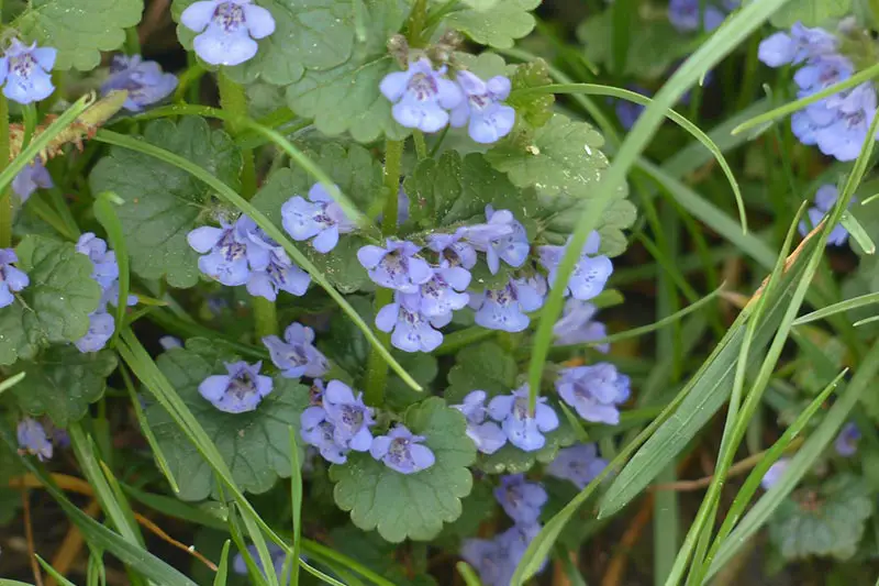 creeping charlie weeds with purple flowers in grass