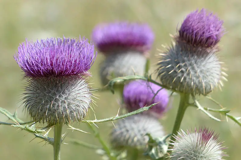 round spiked heads of creeping thistle