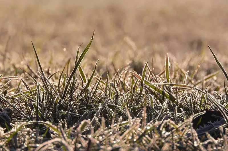 brown frosty grass on a lawn