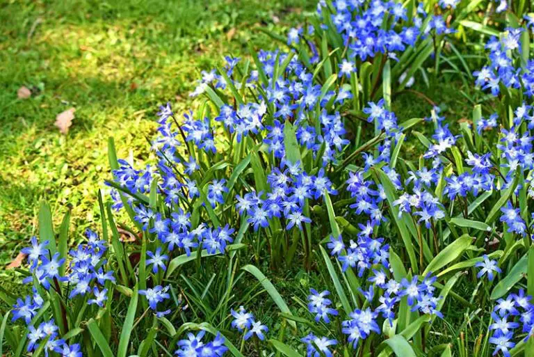 Keep Unwanted Grass Out of Flower Beds