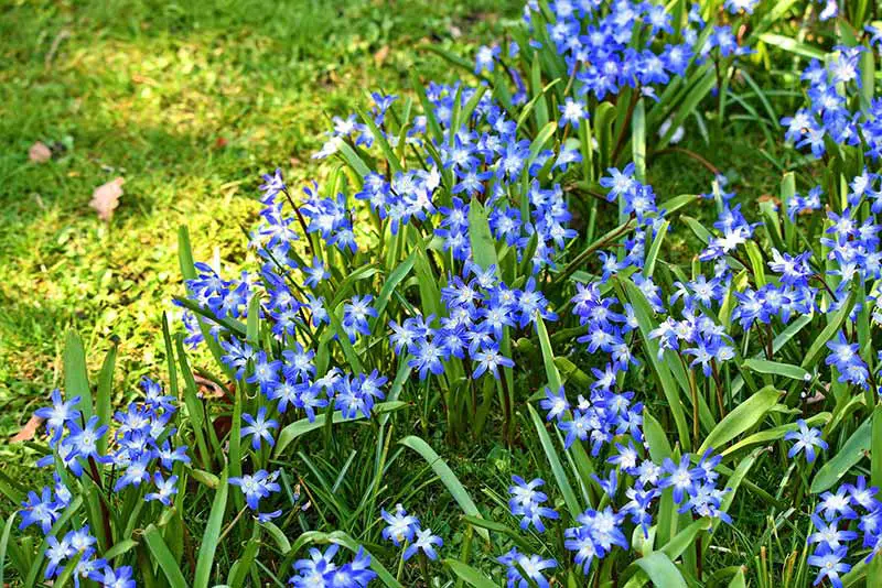 a flower bed with blue flowers next to a lawn