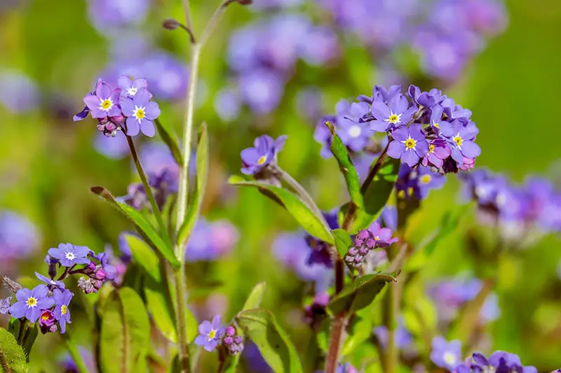 forget me not weeds with purple flowers