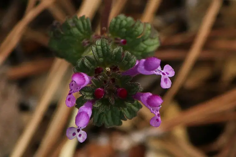 Eliminate Henbit Weeds Easily with the Best Weed Killer