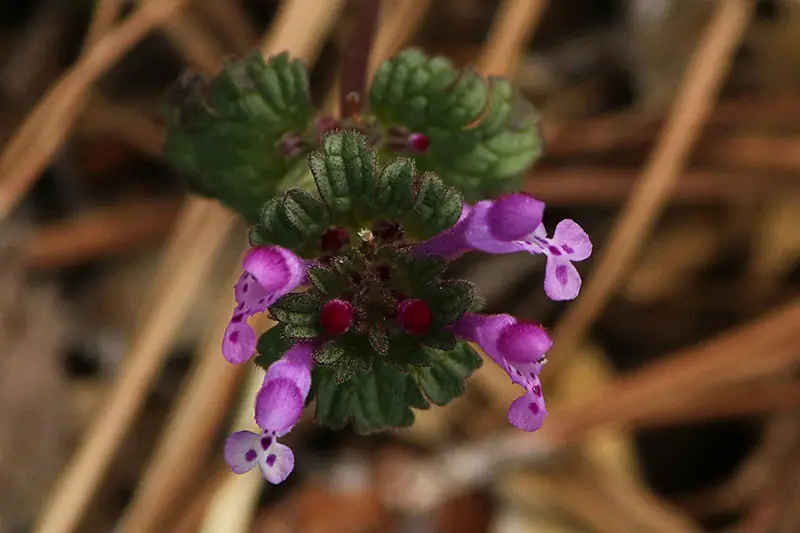 henbit weeds with purple flowers