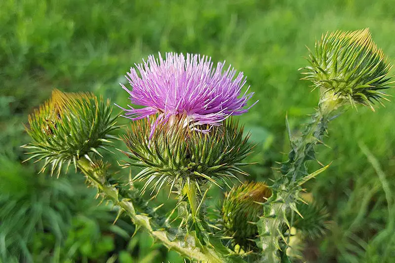 spiked round head of musk thistle with purple flower