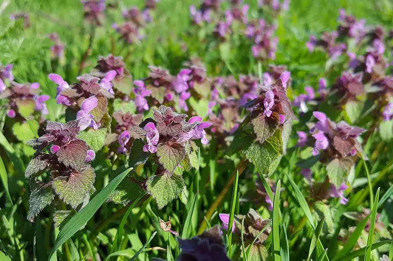 purple deadnettle weeds in lawn