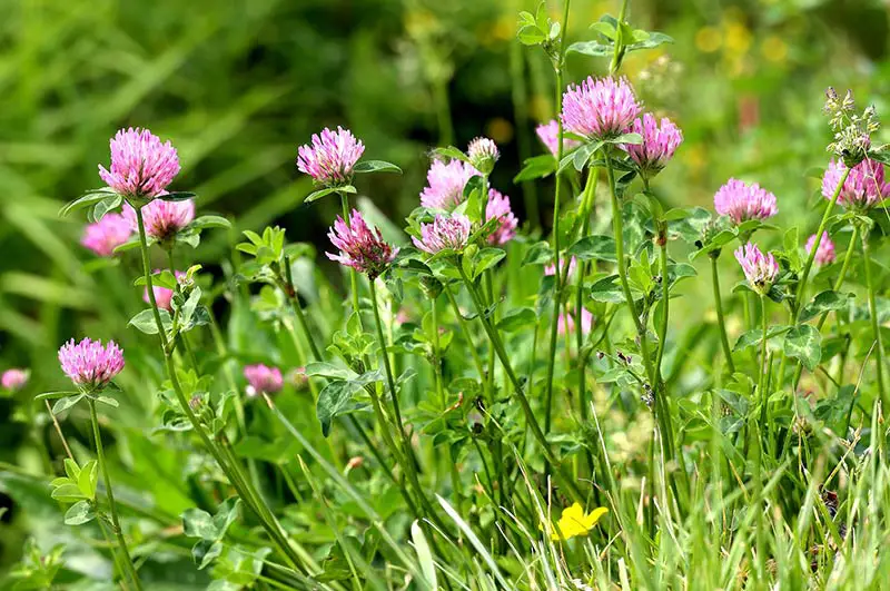 purple weedy flowers of red clover