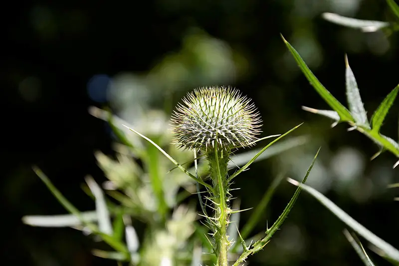 the spikey head of a sticker weed